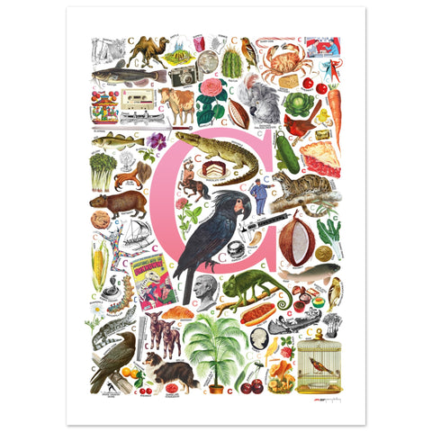"C is for Curious" — a Renard Roux alphabet poster with English C words (pink version)