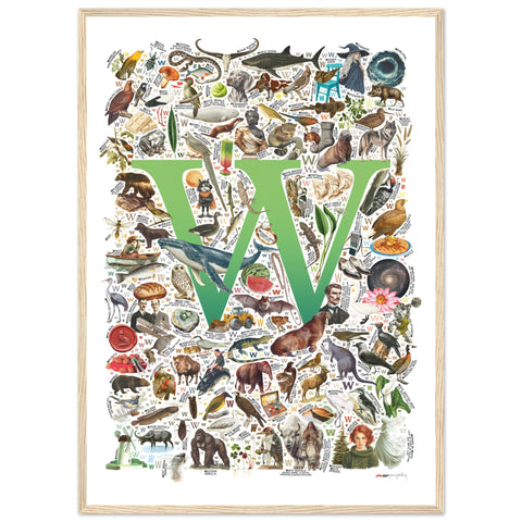 "W is for Wonder" — a Renard Roux alphabet poster with English W words (green version)