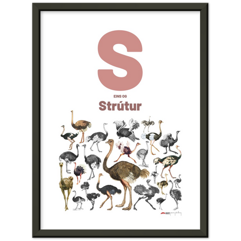 S eins og Strútur - an Icelandic letter poster