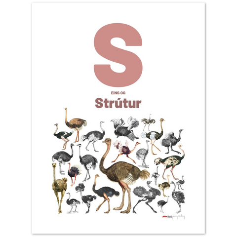 S eins og Strútur - an Icelandic letter poster