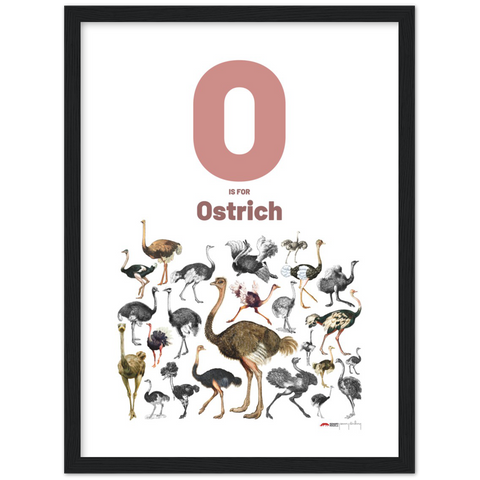 O is for Ostrich - an English letter poster