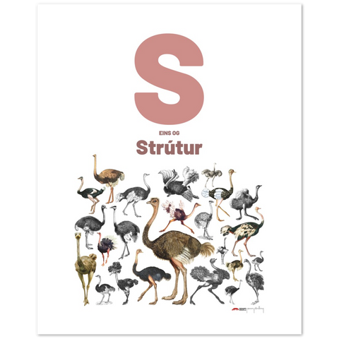 S eins og Strútur - an Icelandic letter poster