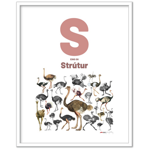 S eins og Strútur - an Icelandic letter poster
