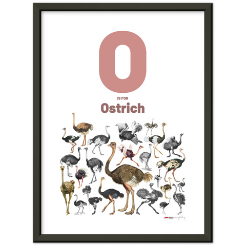 O is for Ostrich - an English letter poster