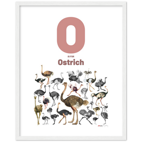 O is for Ostrich - an English letter poster