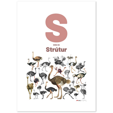 S eins og Strútur - an Icelandic letter poster