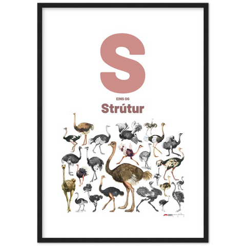 S eins og Strútur - an Icelandic letter poster