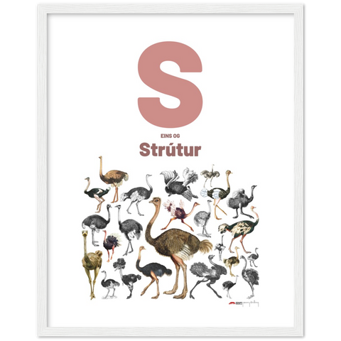 S eins og Strútur - an Icelandic letter poster