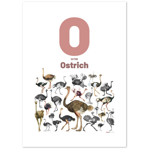 O is for Ostrich - an English letter poster