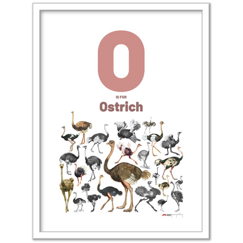 O is for Ostrich - an English letter poster