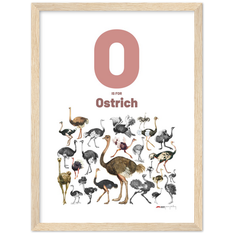 O is for Ostrich - an English letter poster