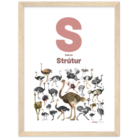 S eins og Strútur - an Icelandic letter poster