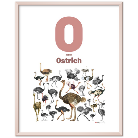 O is for Ostrich - an English letter poster