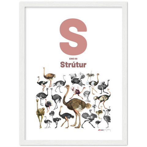 S eins og Strútur - an Icelandic letter poster
