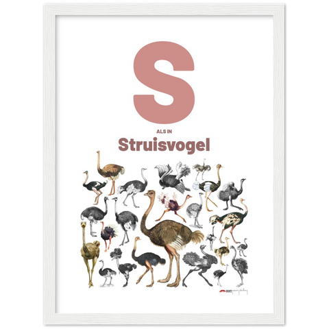S als Struisvogel - a Dutch letter poster