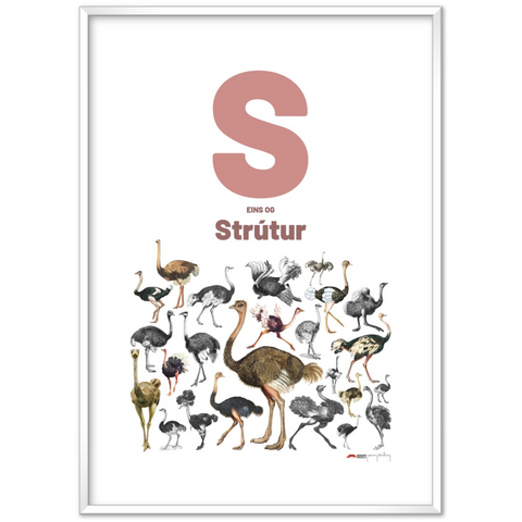 S eins og Strútur - an Icelandic letter poster