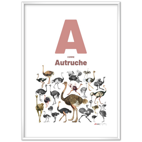 A comme Autruche - a French letter poster
