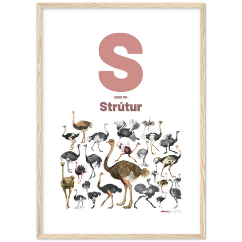S eins og Strútur - an Icelandic letter poster