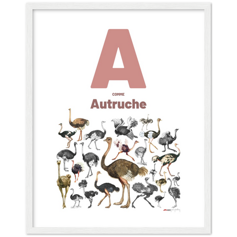 A comme Autruche - a French letter poster