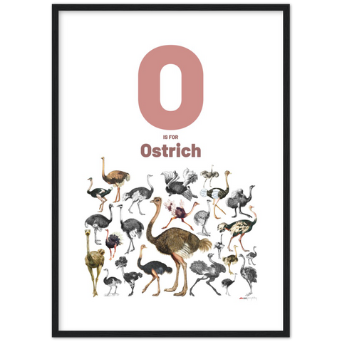 O is for Ostrich - an English letter poster