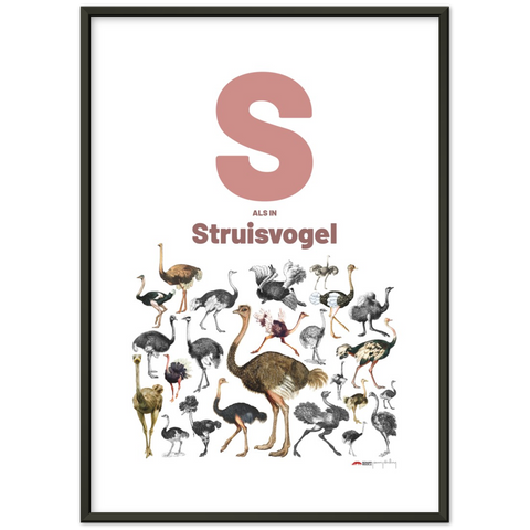 S als Struisvogel - a Dutch letter poster