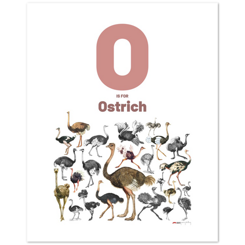 O is for Ostrich - an English letter poster