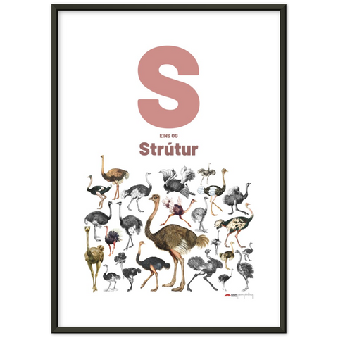 S eins og Strútur - an Icelandic letter poster