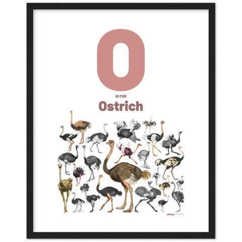 O is for Ostrich - an English letter poster