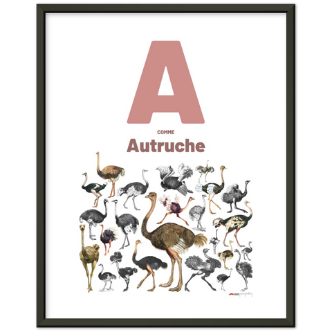 A comme Autruche - a French letter poster