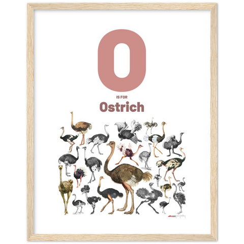 O is for Ostrich - an English letter poster