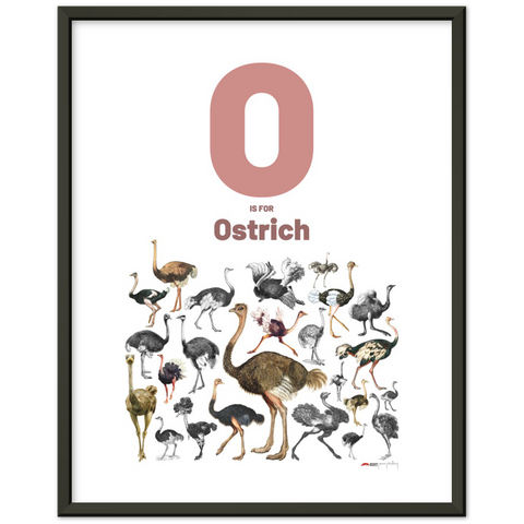 O is for Ostrich - an English letter poster