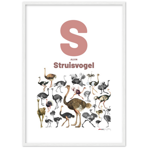 S als Struisvogel - a Dutch letter poster